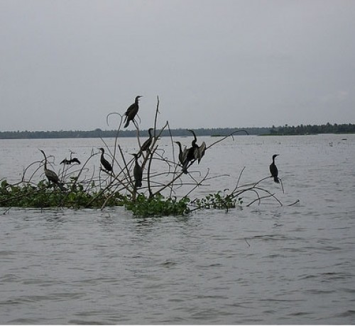 Birds Birds