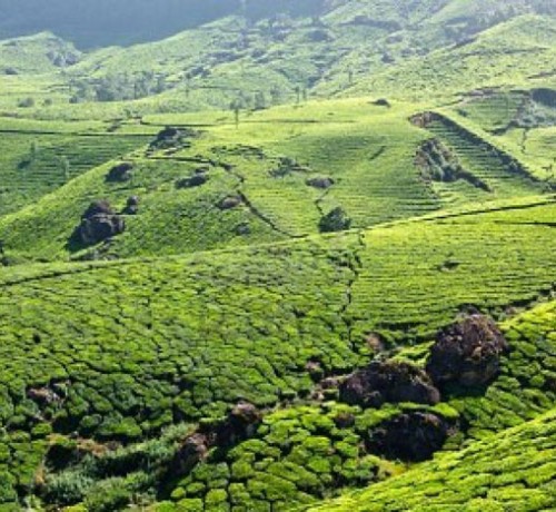 Greenery Greenery