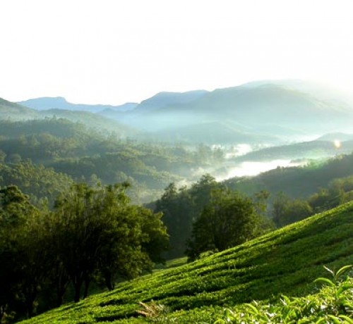 Spice Plantations Spice Plantations