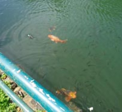 Fishes in the lake