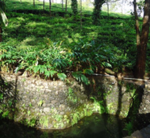 Tea plantation 3