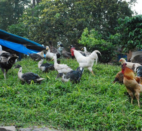 Amidst Aves