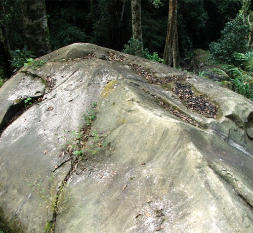 Fossil view