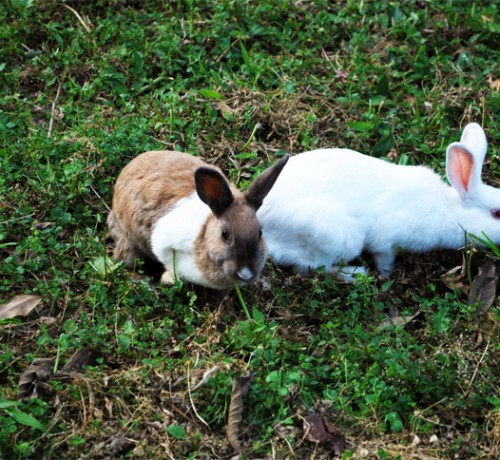 Rabbit view