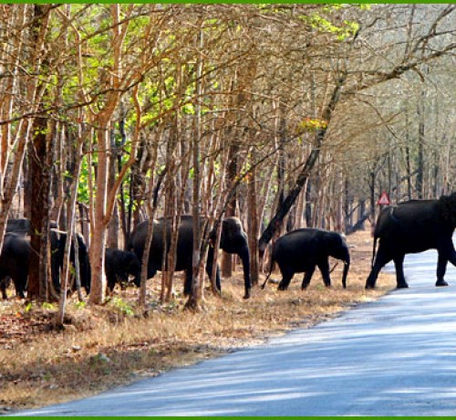 A herd of Elephant