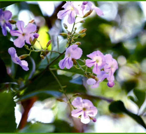 An Orchid Flower