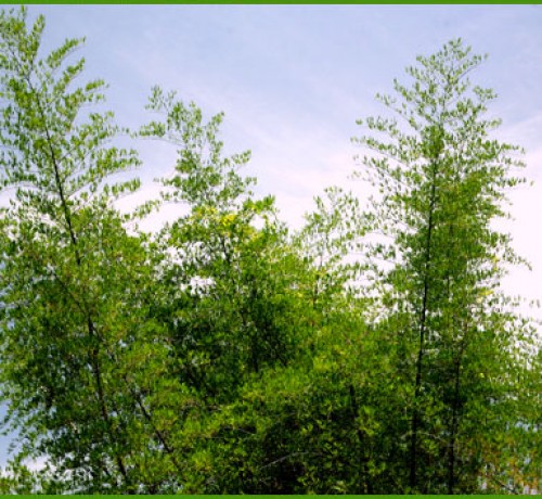 Bamboo Trees