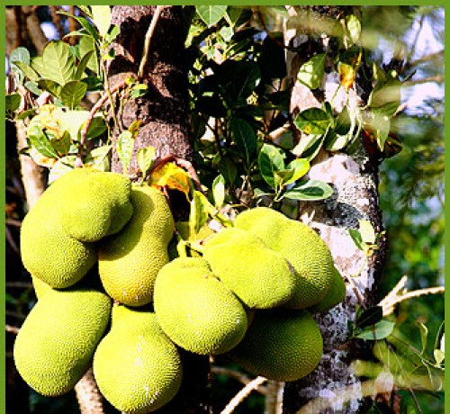 Jackfruit
