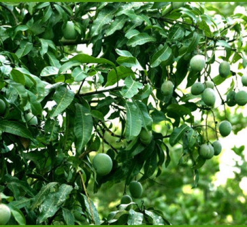 Mangoes