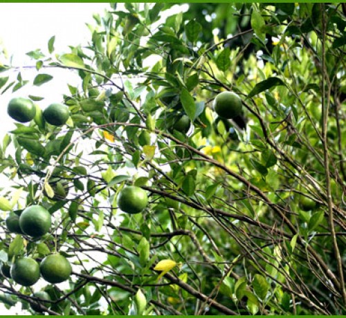 Oranges