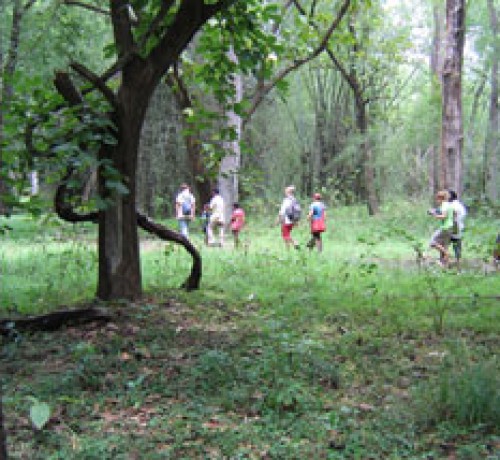 Nature Walk Nature Walk