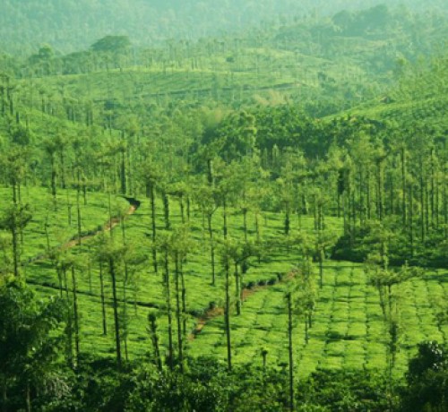 Plantation View
