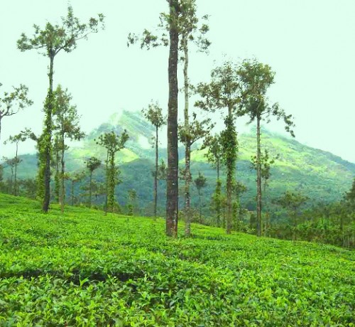 Tea Estate View