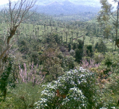 Tea Estate