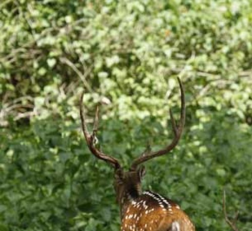 Wildlife Wildlife