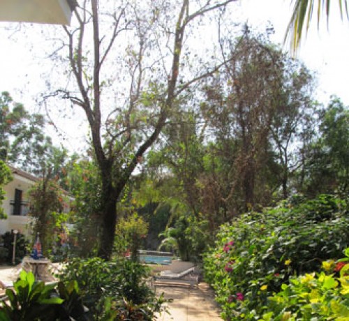 Cemented pathway