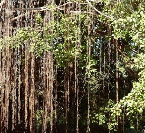 Banyan tree Banyan tree