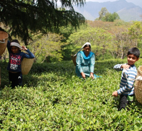Tea Estate