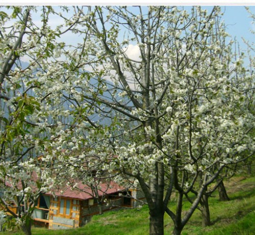 Orchard