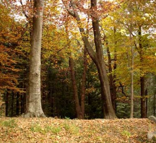 Forest