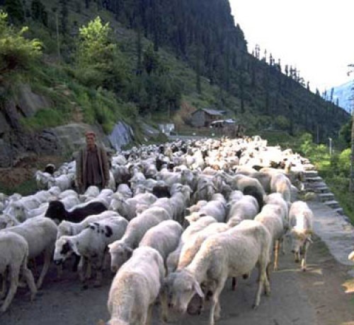 Shepherd