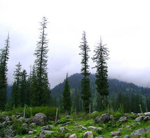 Pine forest