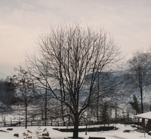 Lone tree Lone tree