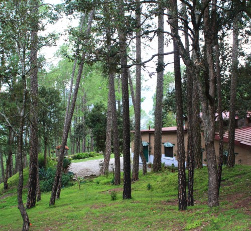 Nature view Nature view