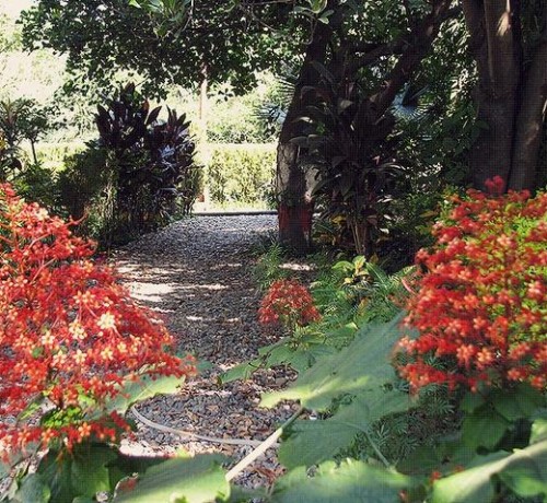 Flora Flora