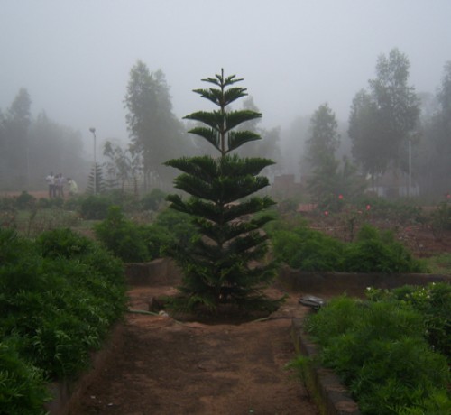 Garden Area