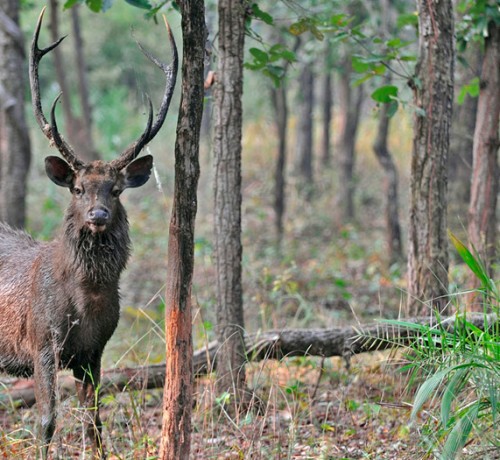 Wildlife