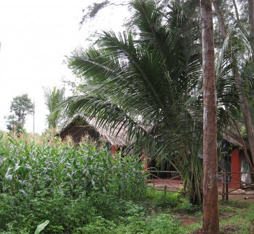 Corn tents Corn tents