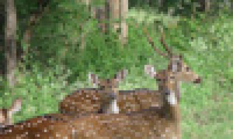 Dhole's Den Dhole's Den