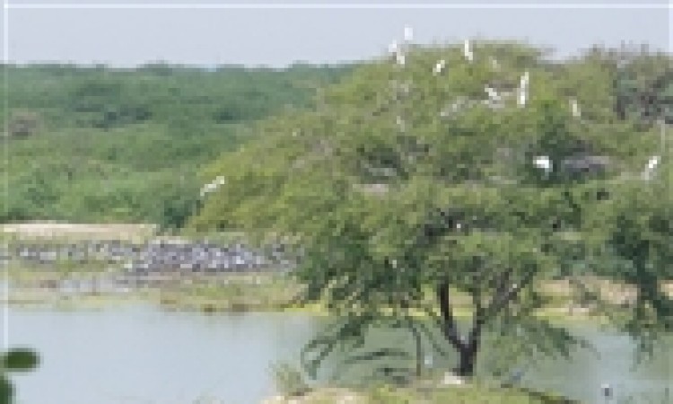Bishnoi Village Camp and Resort Bishnoi Village Camp and Resort