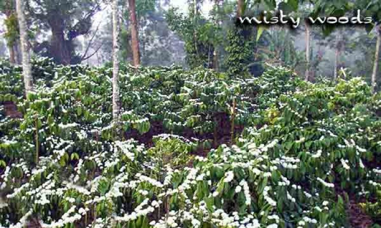 Misty Woods Misty Woods