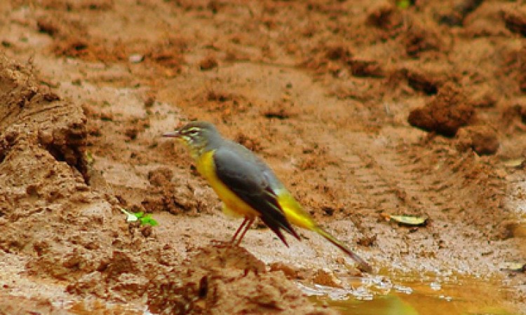Bird Bird
