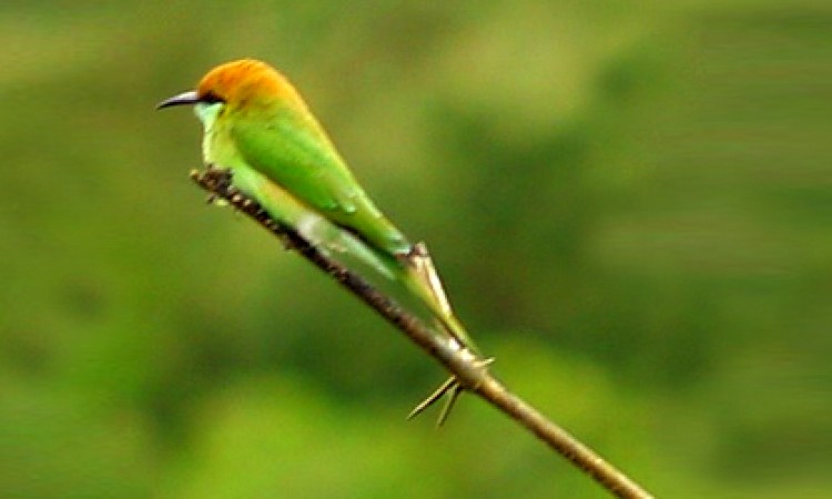 Bird 1 Bird 1