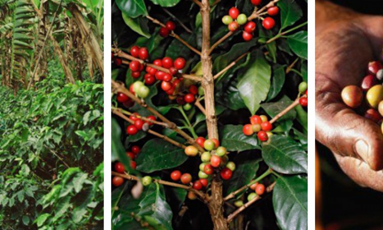 Coffee beans Coffee beans