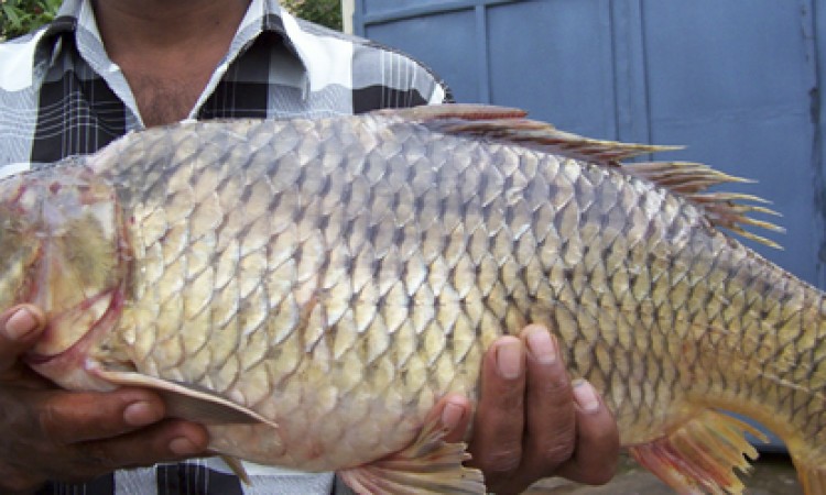 Fish Fish