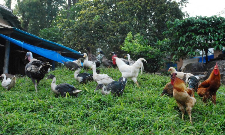 Amidst Aves Amidst Aves