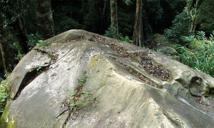 Fossil view Fossil view