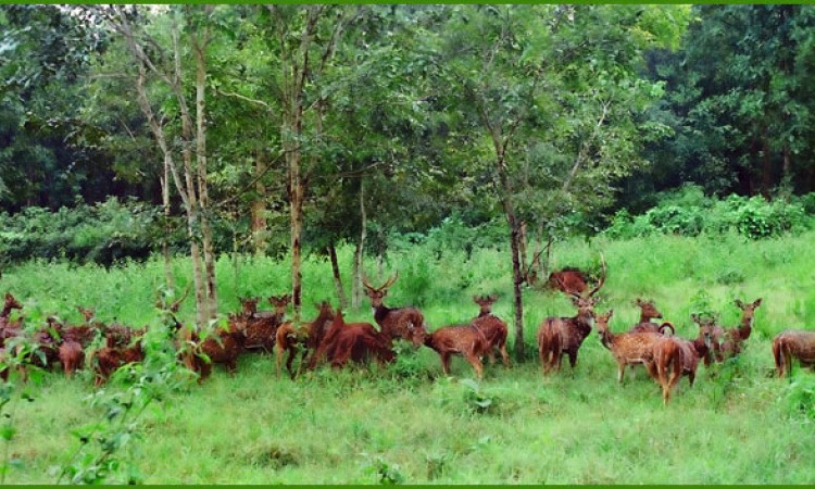 A pack of deer in Thirunelli forest A pack of deer in Thirunelli forest