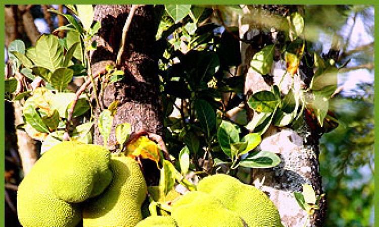 Jackfruit Jackfruit