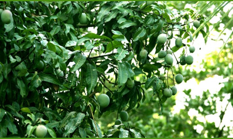 Mangoes Mangoes