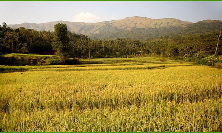 Paddy field near the Resort Paddy field near the Resort