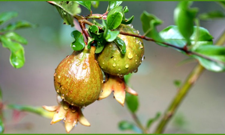 Pomegranate Fruit Pomegranate Fruit