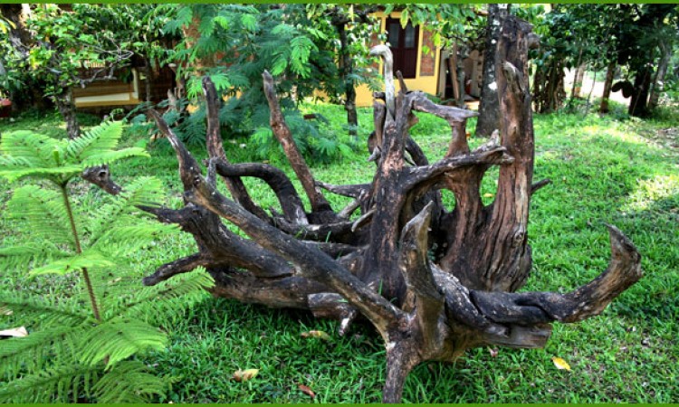 Wood Tree Wood Tree