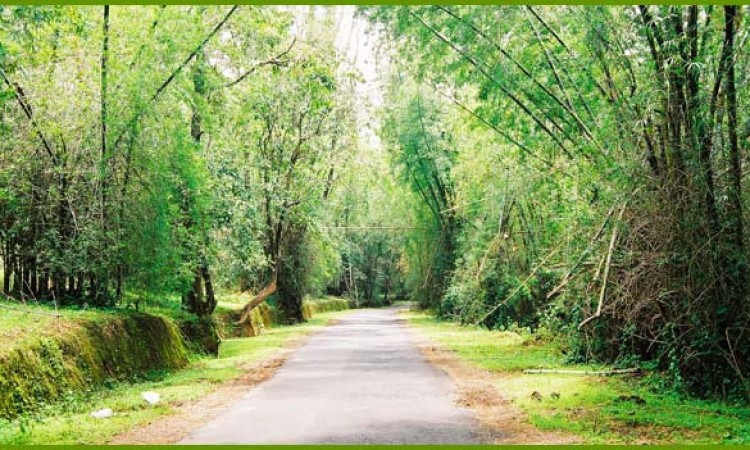 The state highway towards Thirunelli The state highway towards Thirunelli