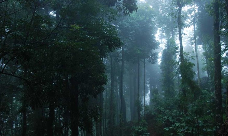 Dense Forest Dense Forest