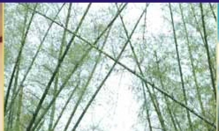 Hammock Hammock